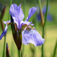 Iris siberica Fran's Gold ® - Iris de Sibérie Fran's Gold ® - Iris des marais