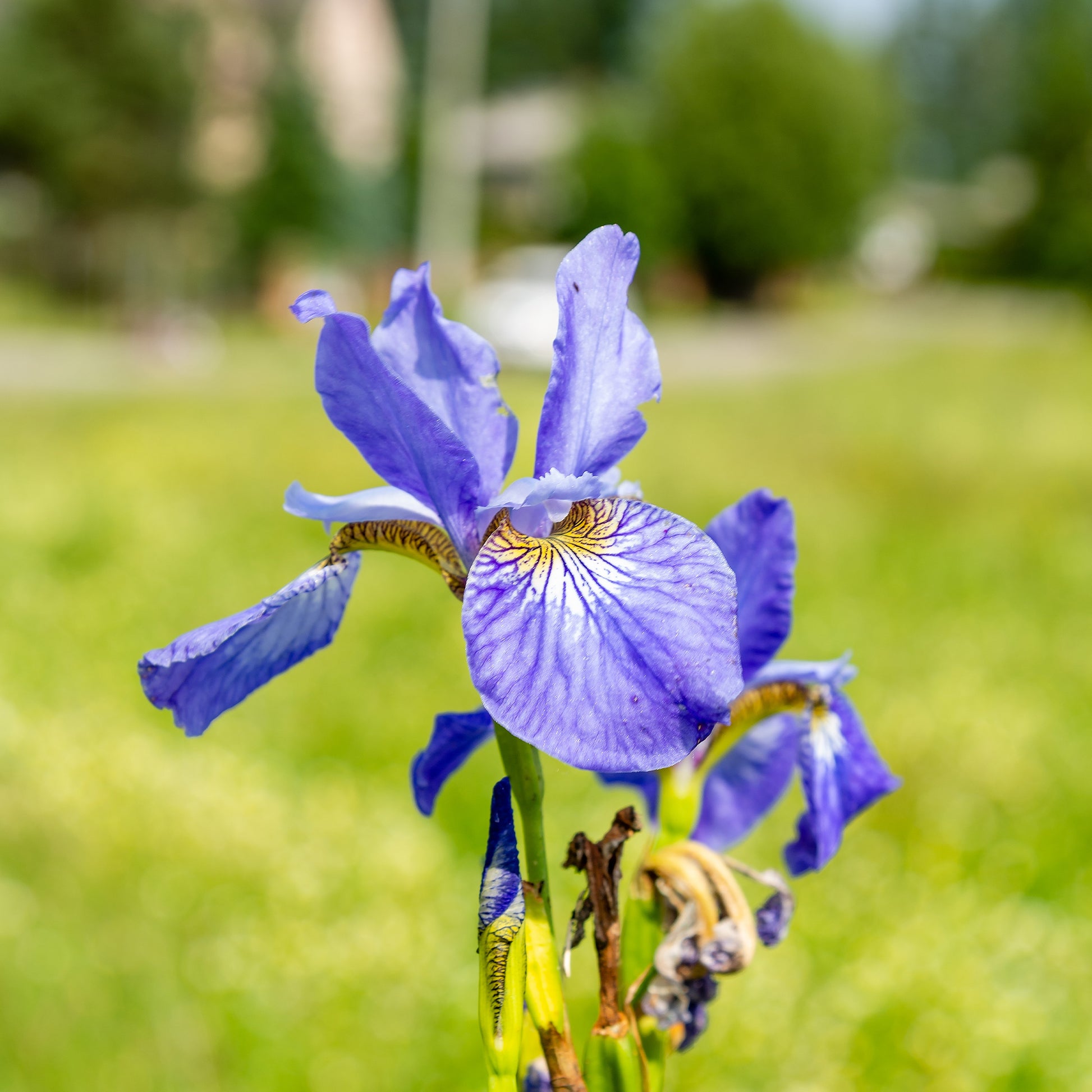 Iris de Sibérie Fran's Gold ® - Bakker