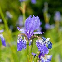 Iris de Sibérie Fran's Gold ® - Iris siberica Fran's Gold ® - Bakker