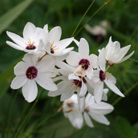 25 Lis des blés - Ixia Giant - Ixia Giant - Bakker