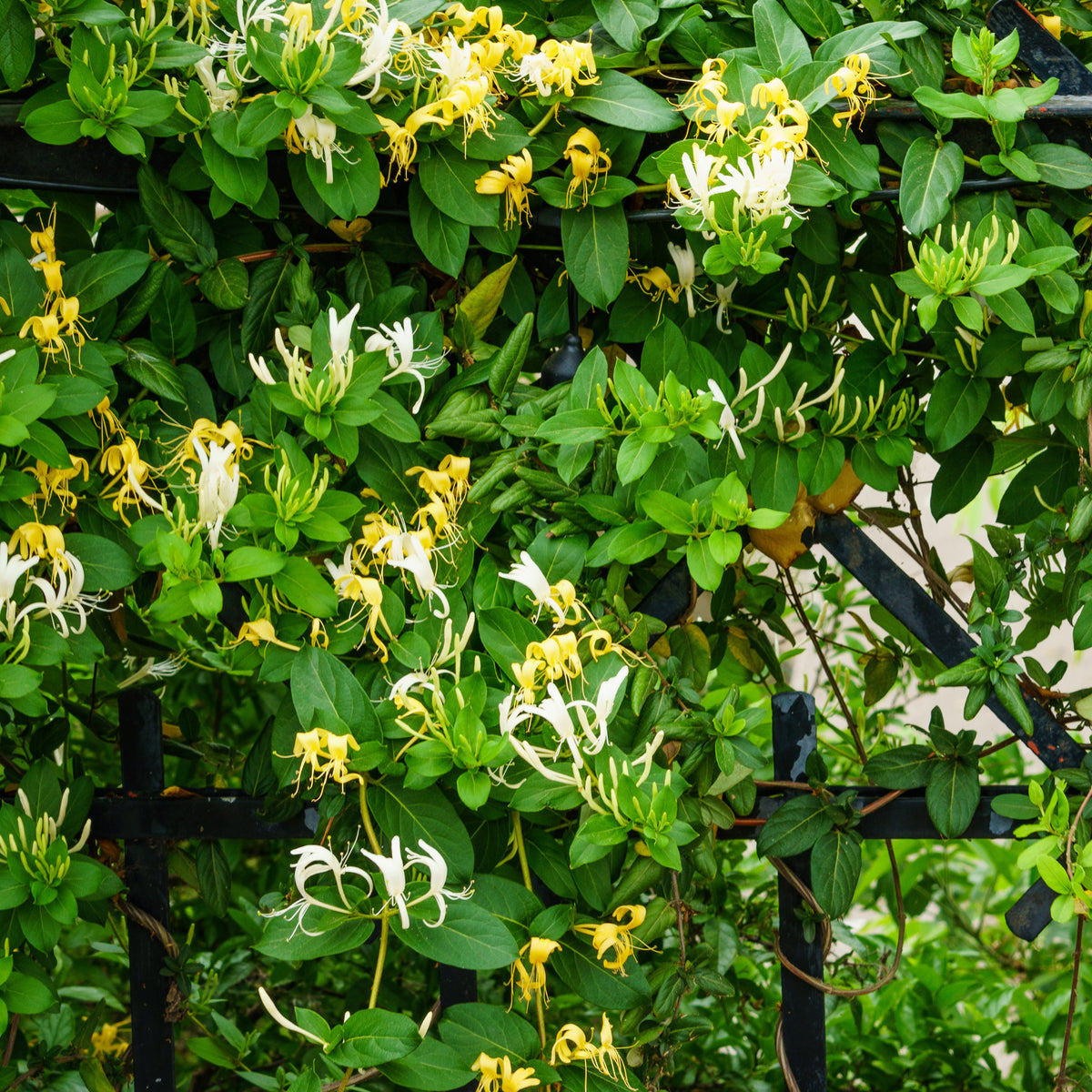 Chèvrefeuille du Japon Hall's Prolific - Lonicera japonica Hall's Prolific - Bakker