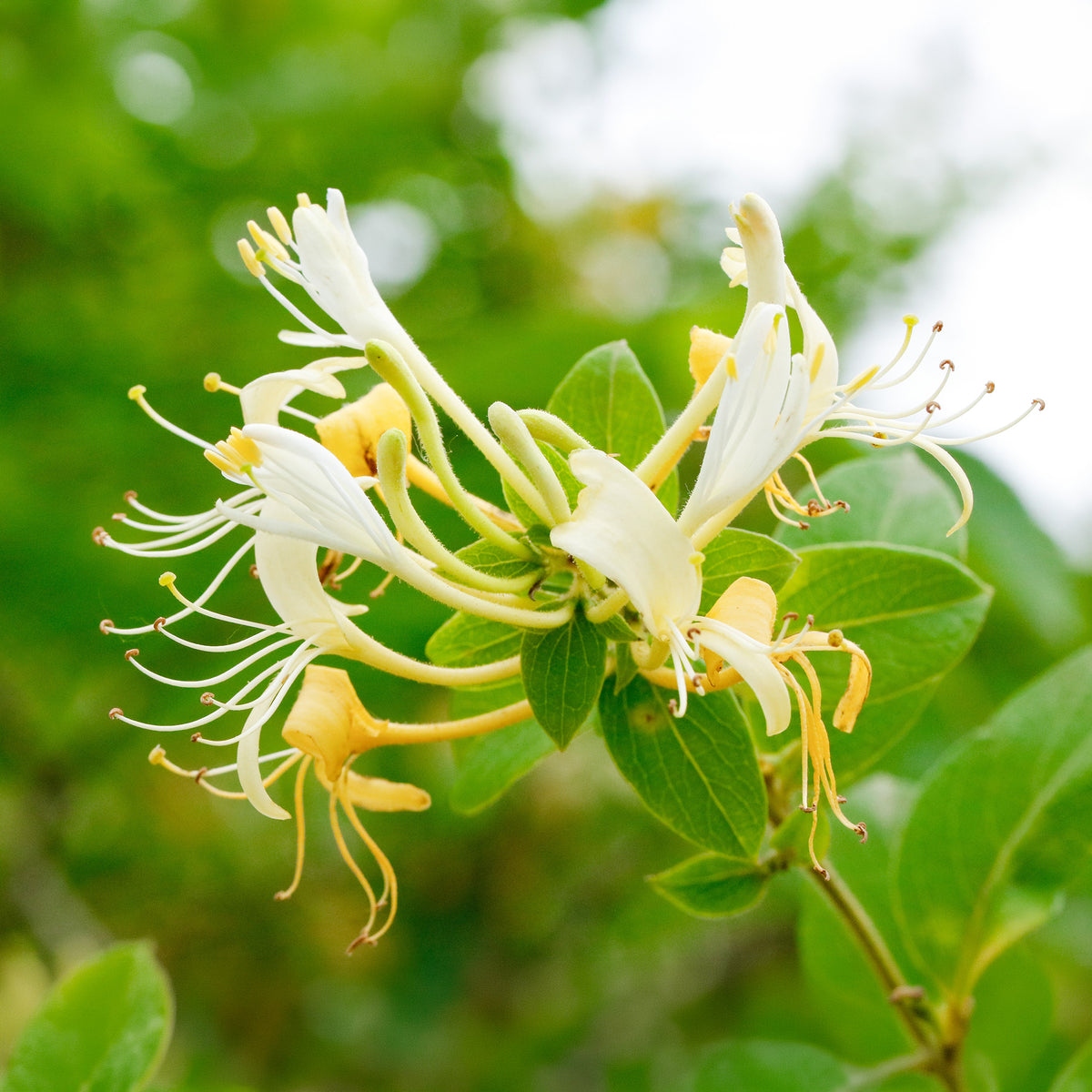 Lonicera japonica Halliana - Chèvrefeuille du Japon Halliana - Chèvrefeuille grimpant