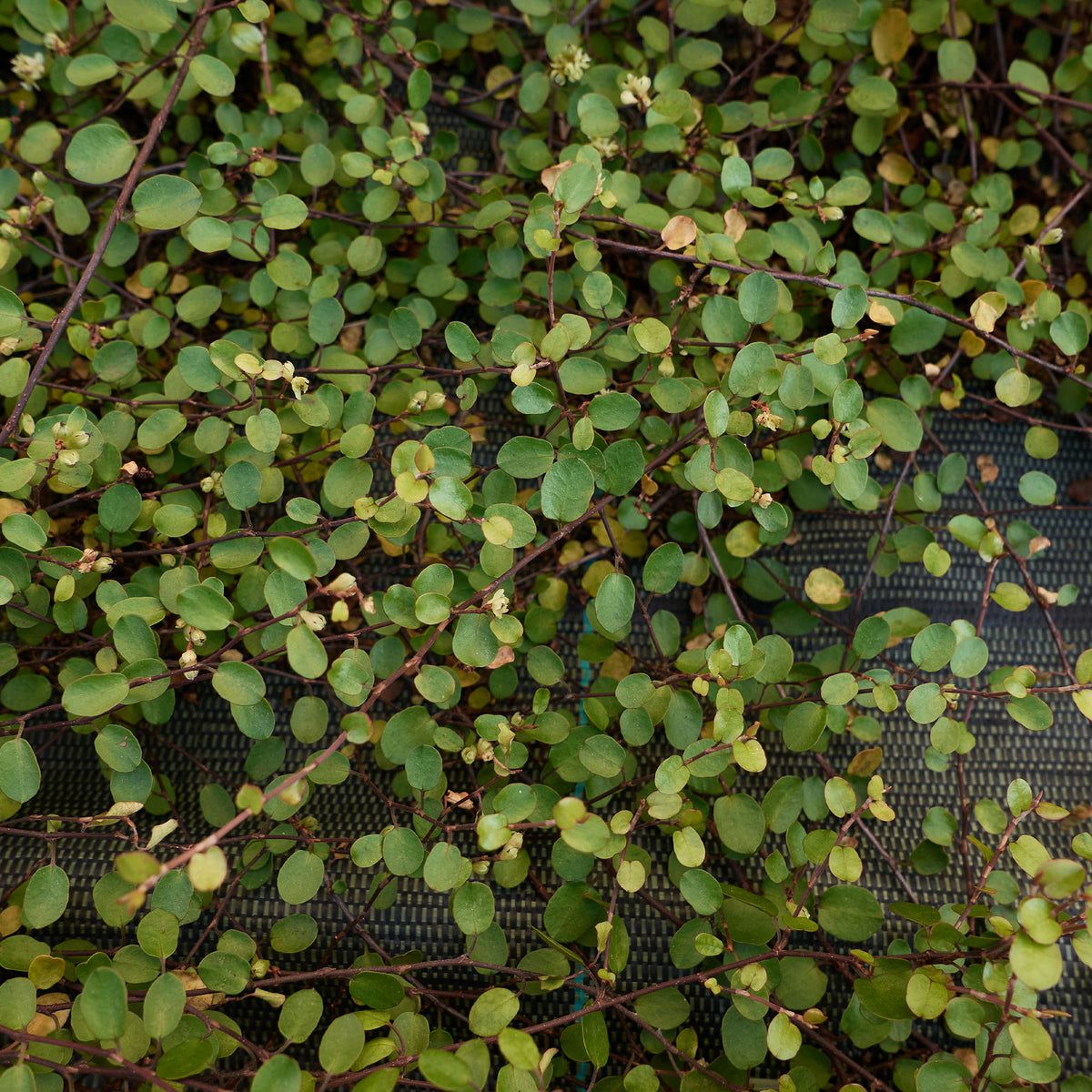Muehlenbeckia complexa - Muehlenbeckia complexa - Bakker