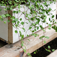 Muehlenbeckia complexa - Muehlenbeckia complexa - Plantes suspendues pour la terrasse et le balcon