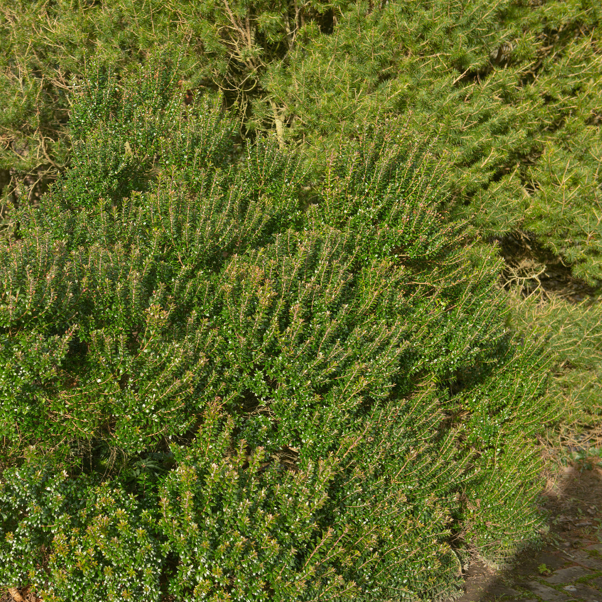 Myrte de Tarente - Myrtus communis Tarentina - Bakker