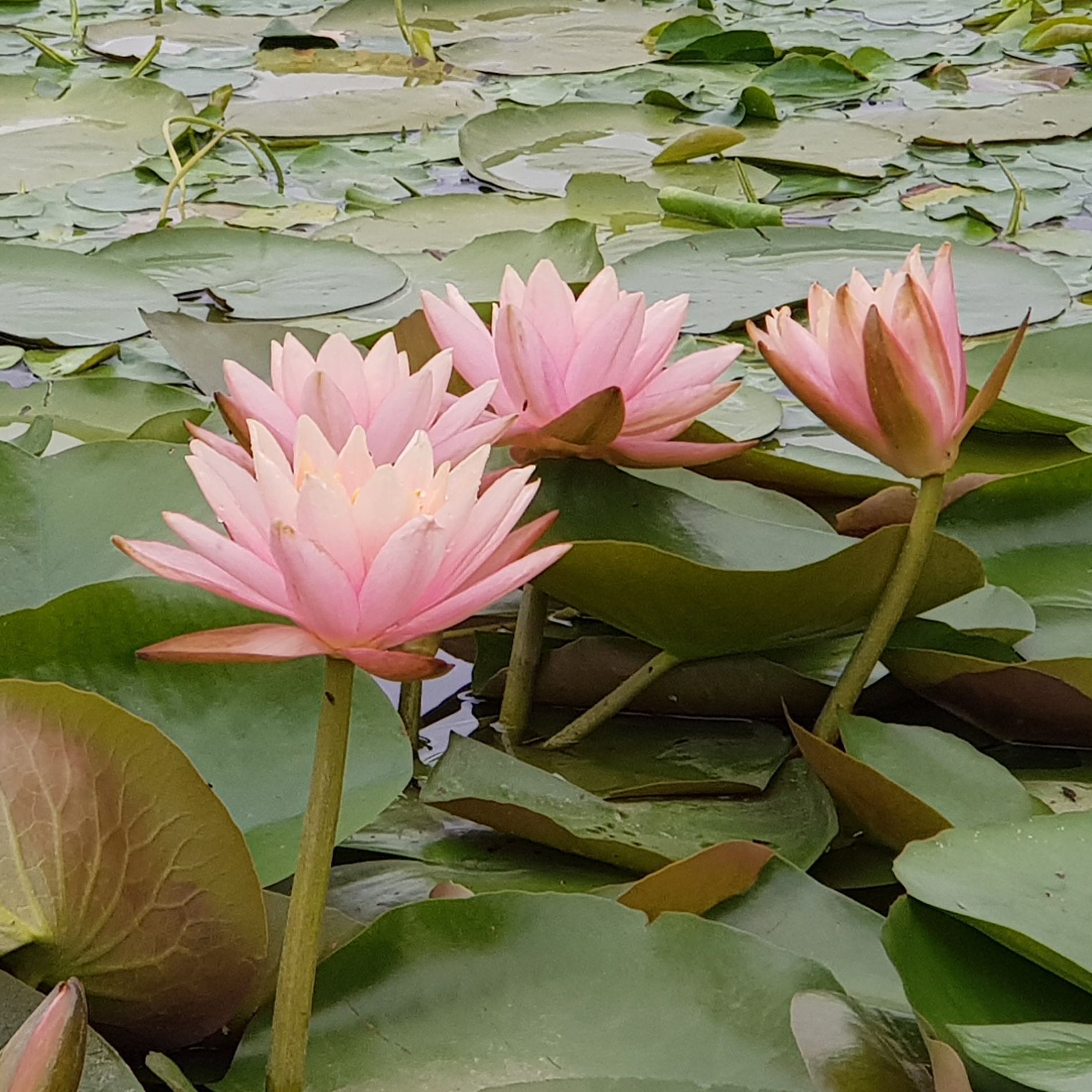 Nymphaea Colorado - Nénuphar Colorado - Nénuphars