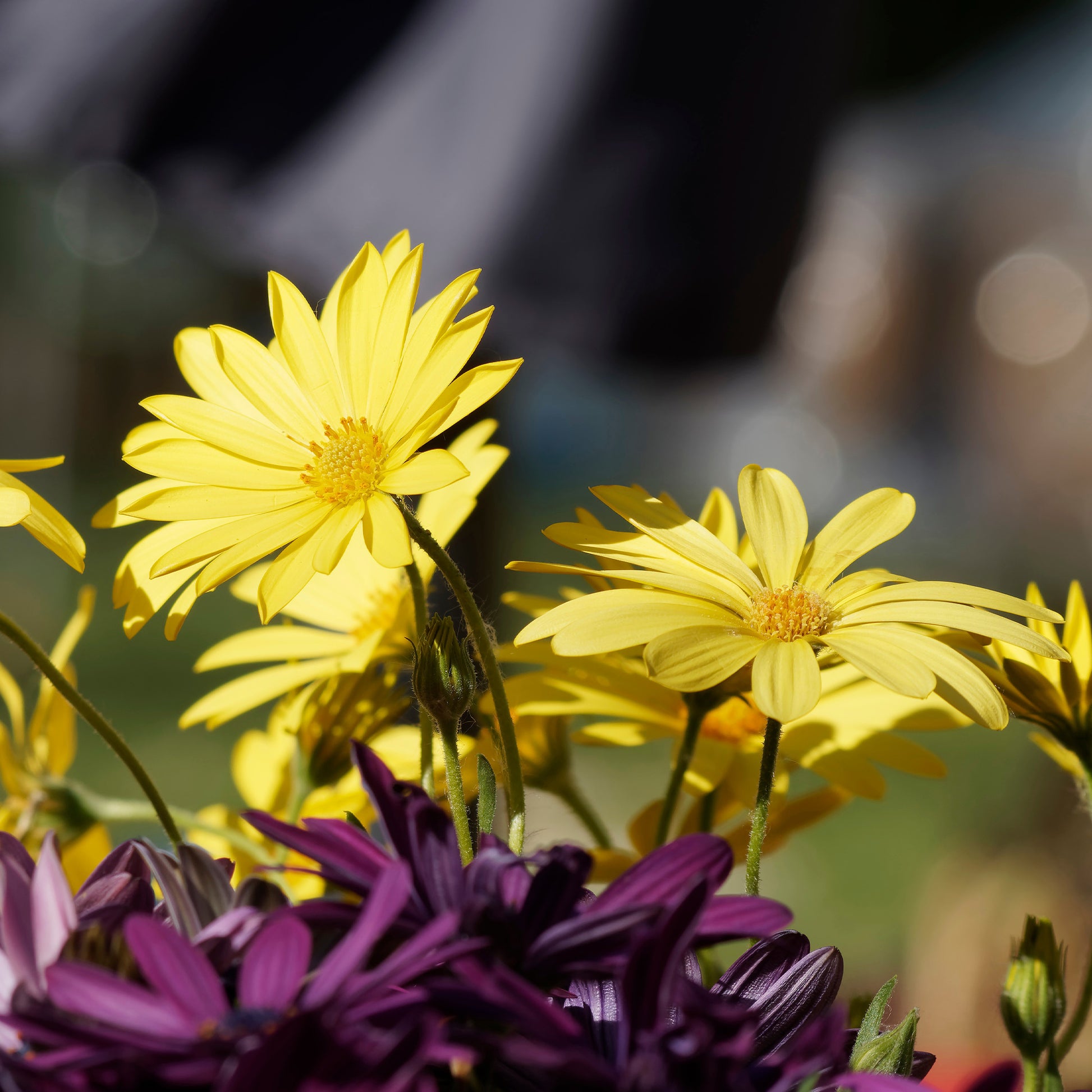 Marguerite du Cap jaune - Oestospermum - Bakker