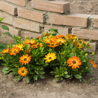 Marguerite du Cap orange - Oestospermum - Osteospermum orange - Bakker