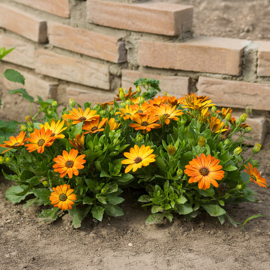 Marguerite du Cap orange - Oestospermum - Bakker