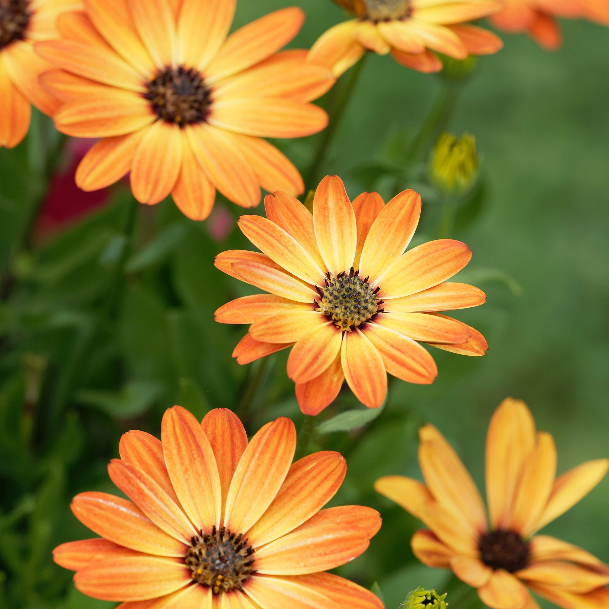 Marguerite du Cap orange - Oestospermum - Bakker