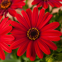 Marguerite du Cap rouge - Oestospermum - Osteospermum rouge - Bakker