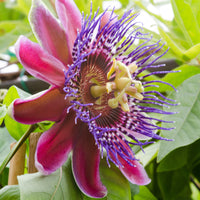 Passiflora alata - Grenadille sauvage - Passiflore