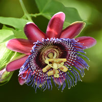 Passiflore - Grenadille sauvage - Passiflora alata