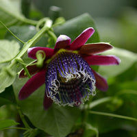 Grenadille sauvage - Passiflore - Bakker