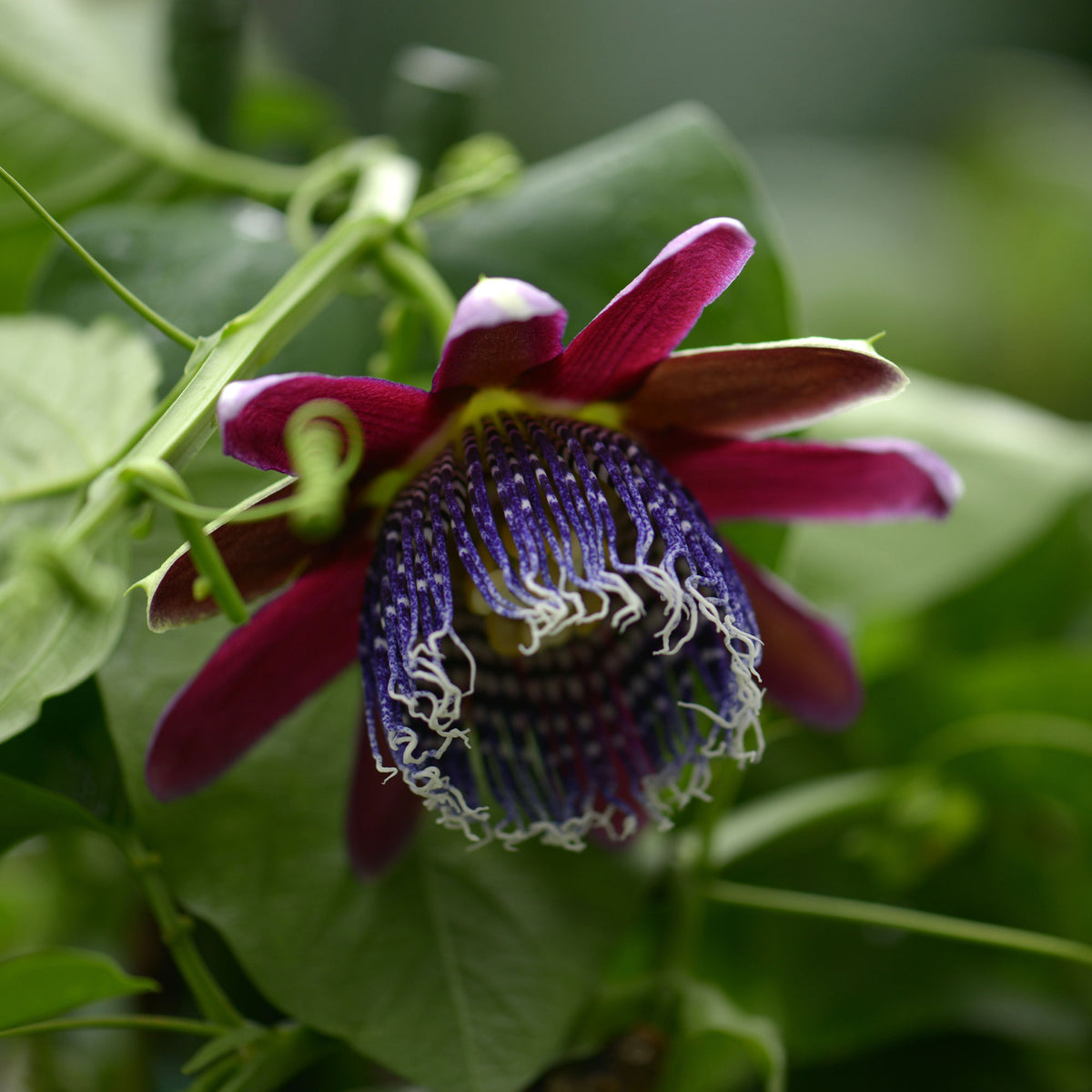 Grenadille sauvage - Passiflore - Bakker