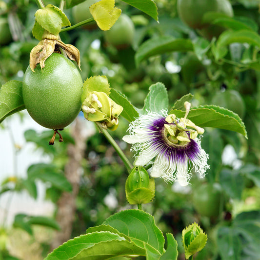 Fruit de la passion - Grenadille - Bakker