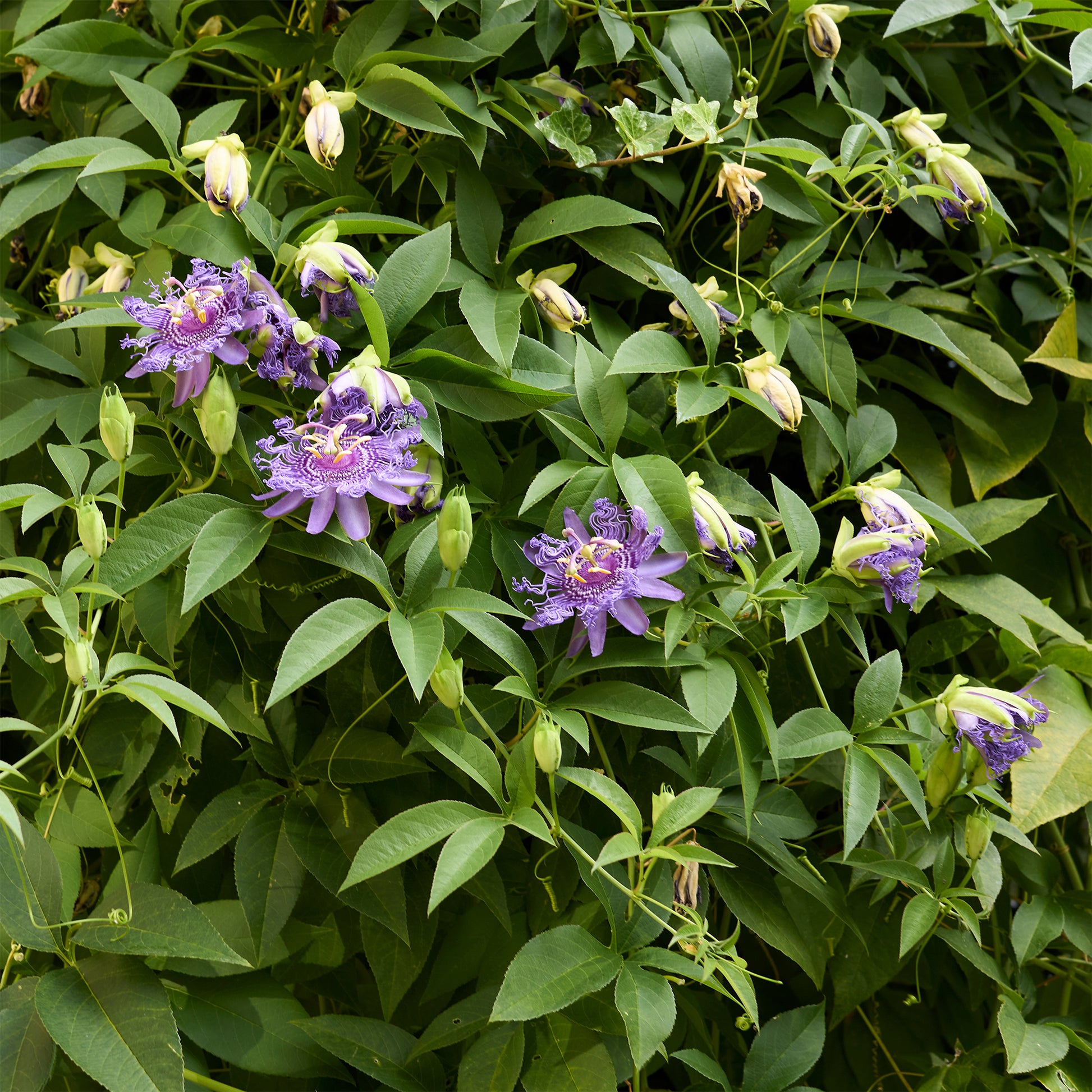 Passiflore - Passiflore officinale - Passiflora incarnata