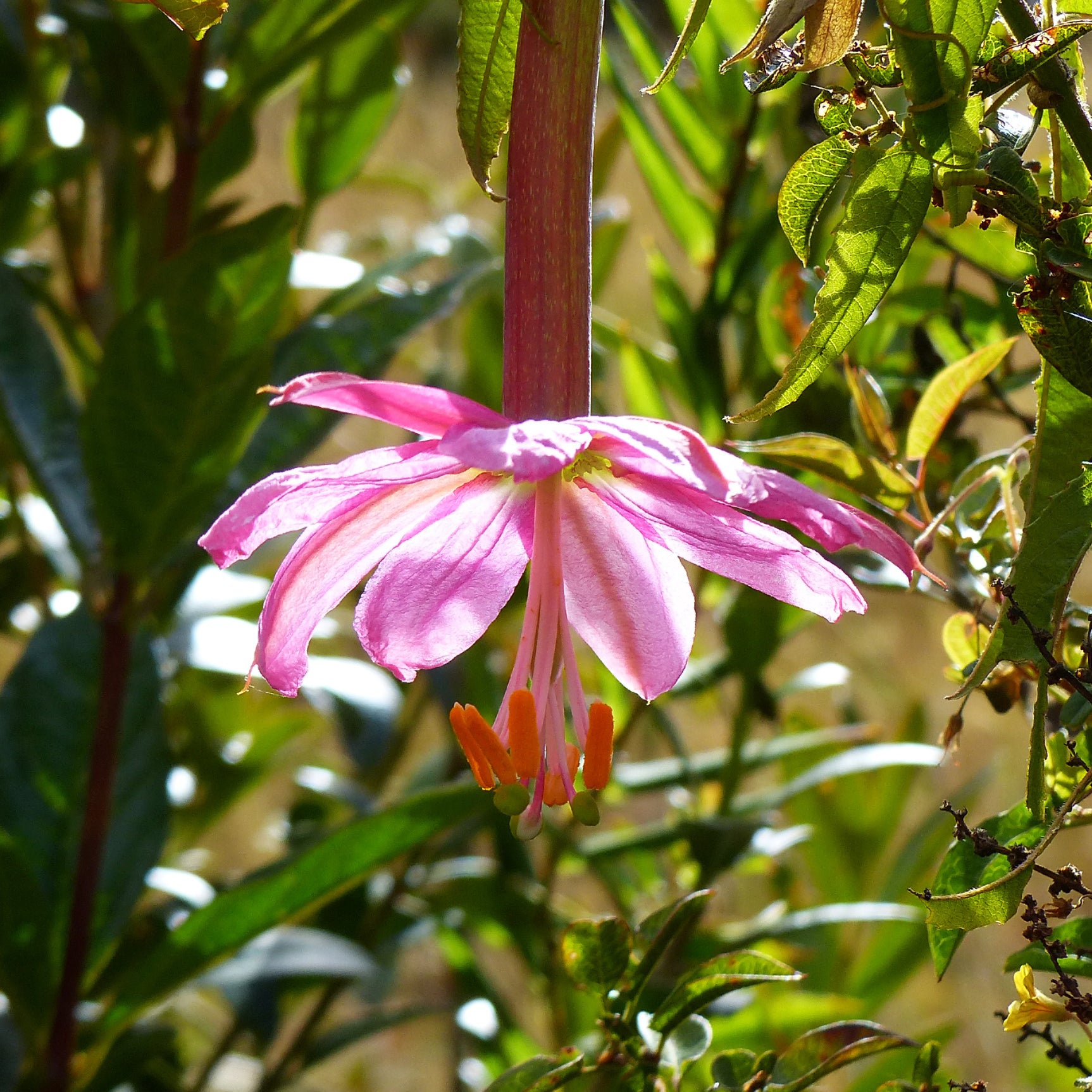 Passiflore banane - Bakker