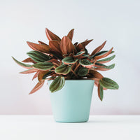 Peperomia Rosso - Bakker