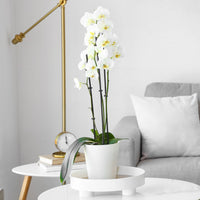 Phalaenopsis white - Orchidée blanche - Plantes d'intérieur fleuries