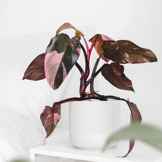 Philodendron Pink Princess - Bakker