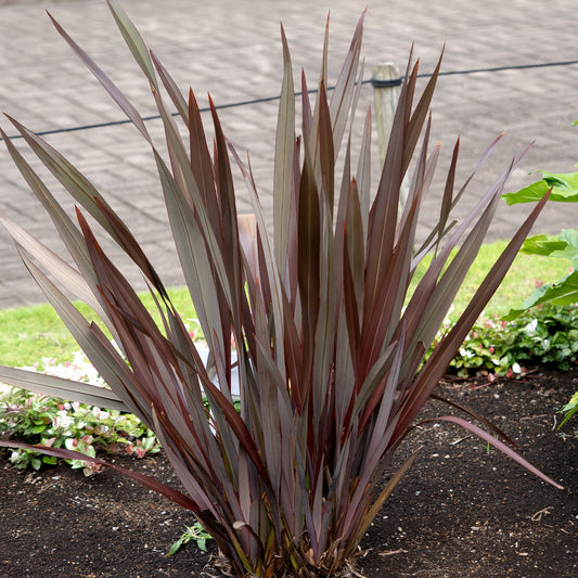 Phormium Black Adder ® - Lin de Nouvelle-Zélande - Bakker