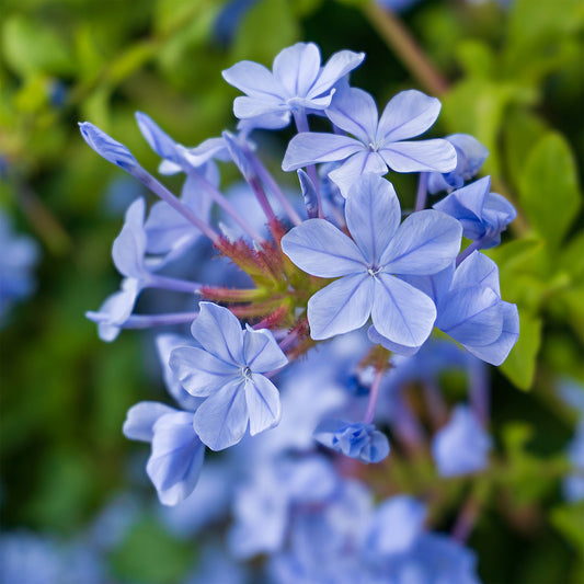 Plumbago Dark Blue - Bakker