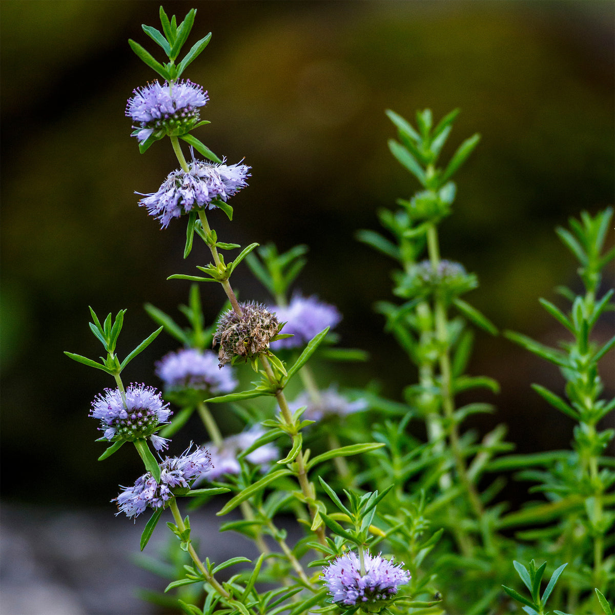 Menthe des cerfs - Mentha cervina - Bakker