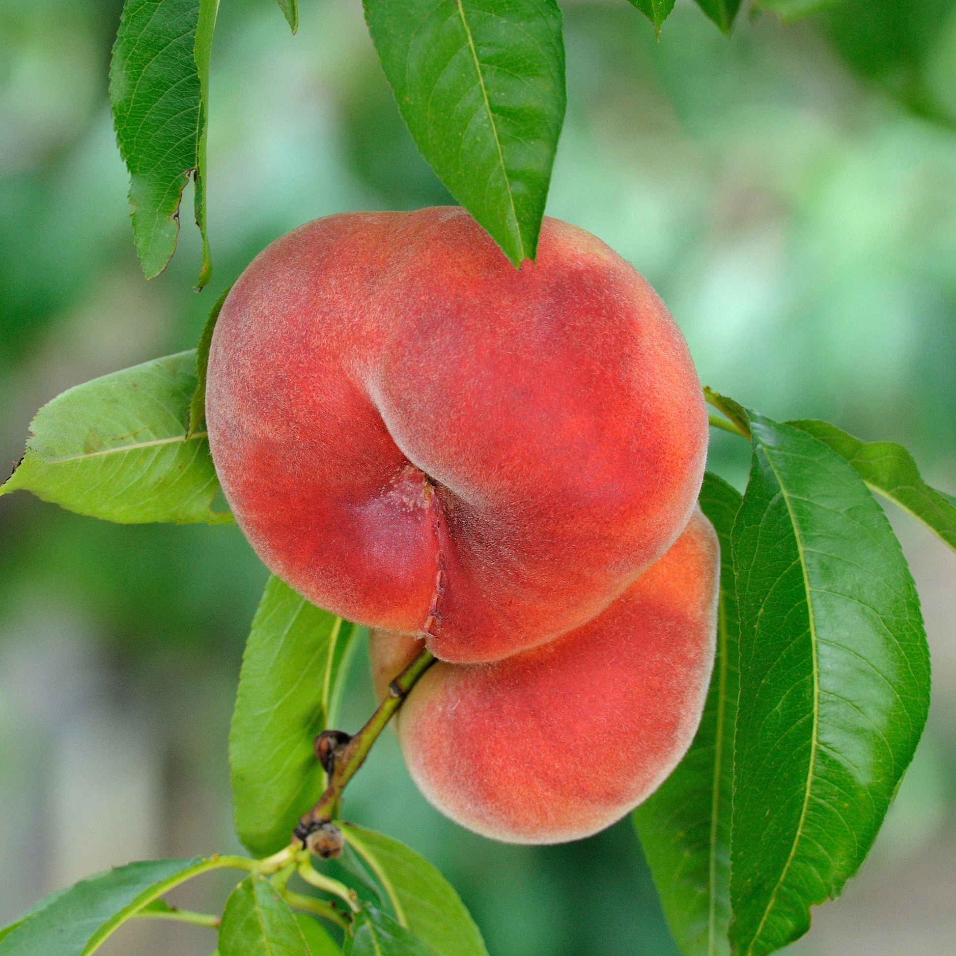 Vente Pêcher Saturne