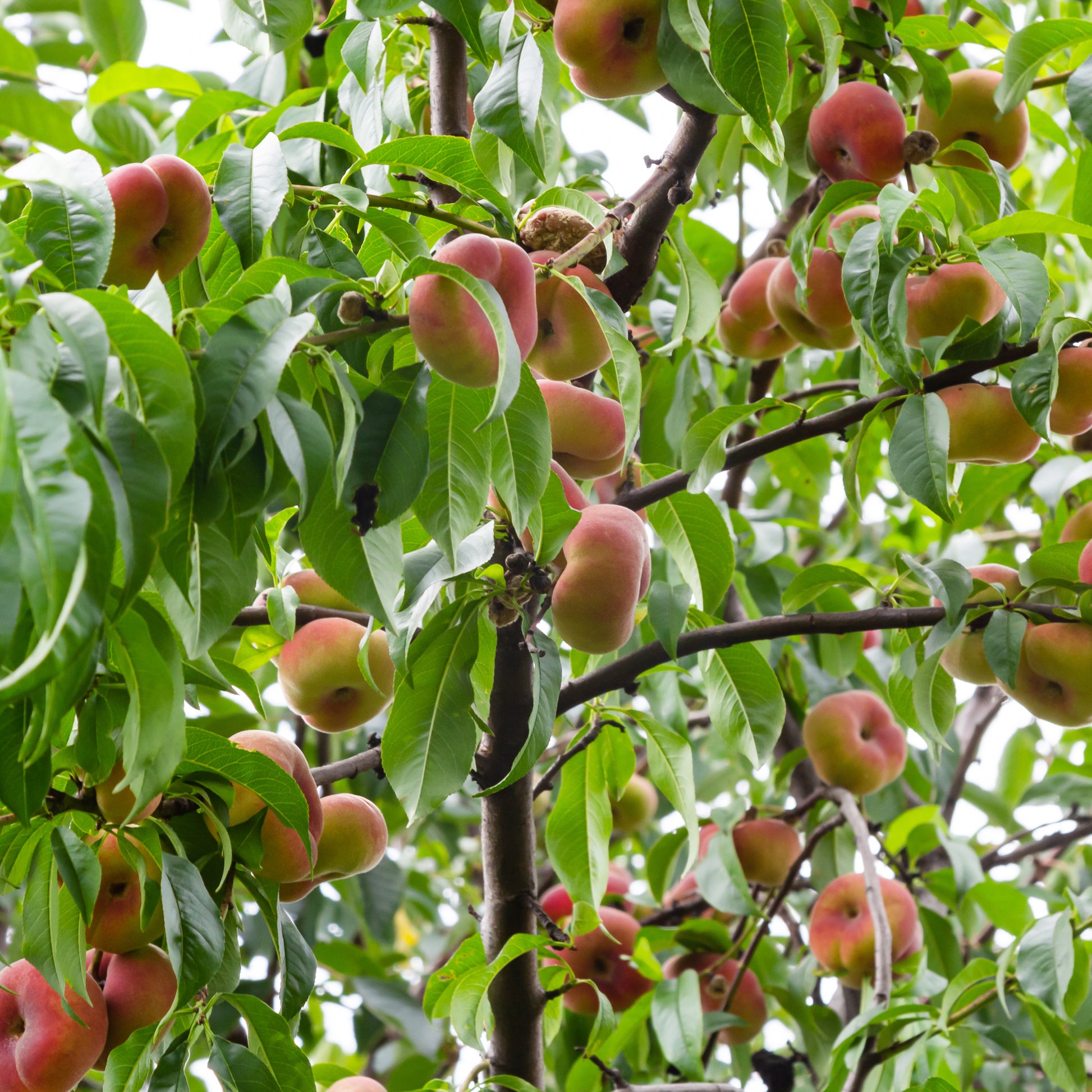 Prunus persica Saturne - Pêcher Saturne - Pêchers