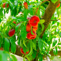 Pêcher Saturne - Pêchers - Bakker