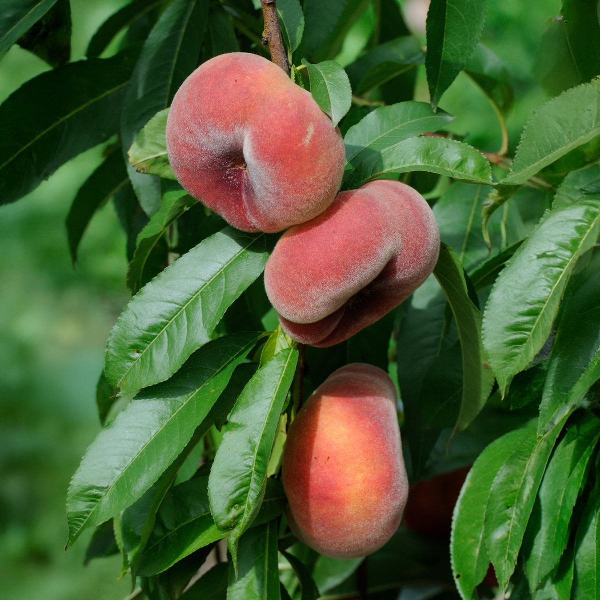 Vente Pêcher Saturne - Prunus persica Saturne