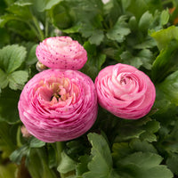 10 Renoncules roses - Bakker