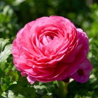 10 Renoncules roses - Ranunculus asiaticus Pink - Bakker