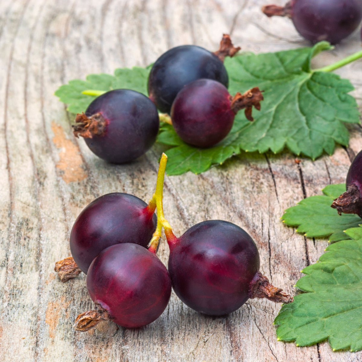 Vente Casseiller Josta - Ribes nidigrolaria Josta