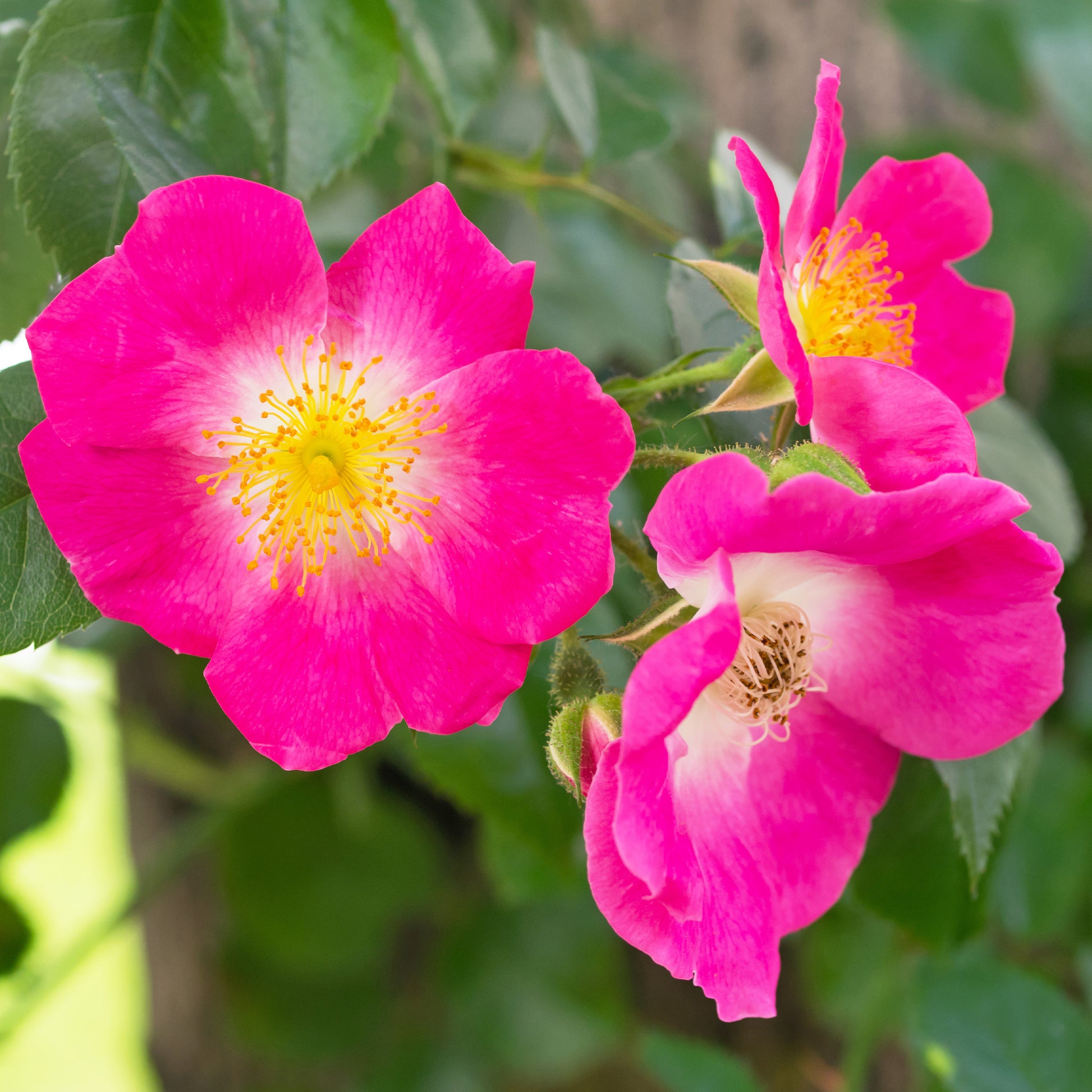 Rosier liane American Pillar - Rosa wichuraiana American Pillar - Bakker