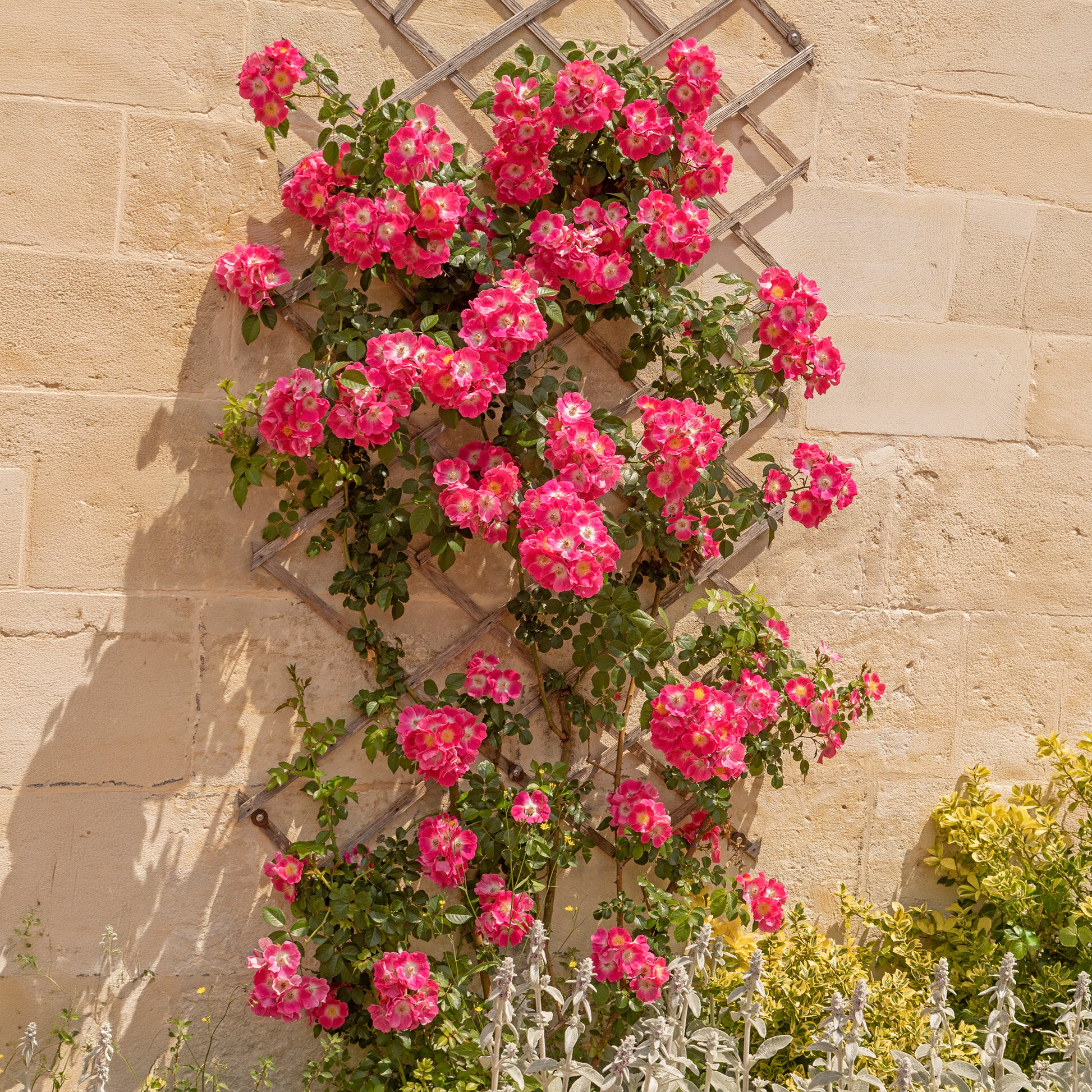 Vente Rosier liane American Pillar - Rosa wichuraiana American Pillar