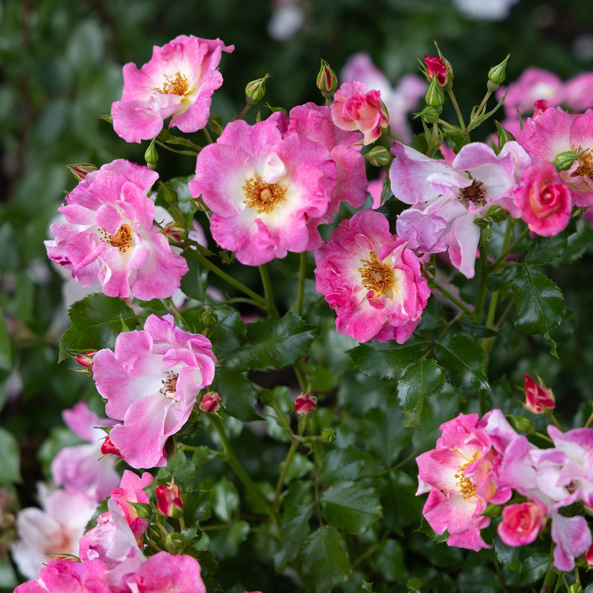 Rosiers grimpants - Rosier liane American Pillar - Rosa wichuraiana American Pillar