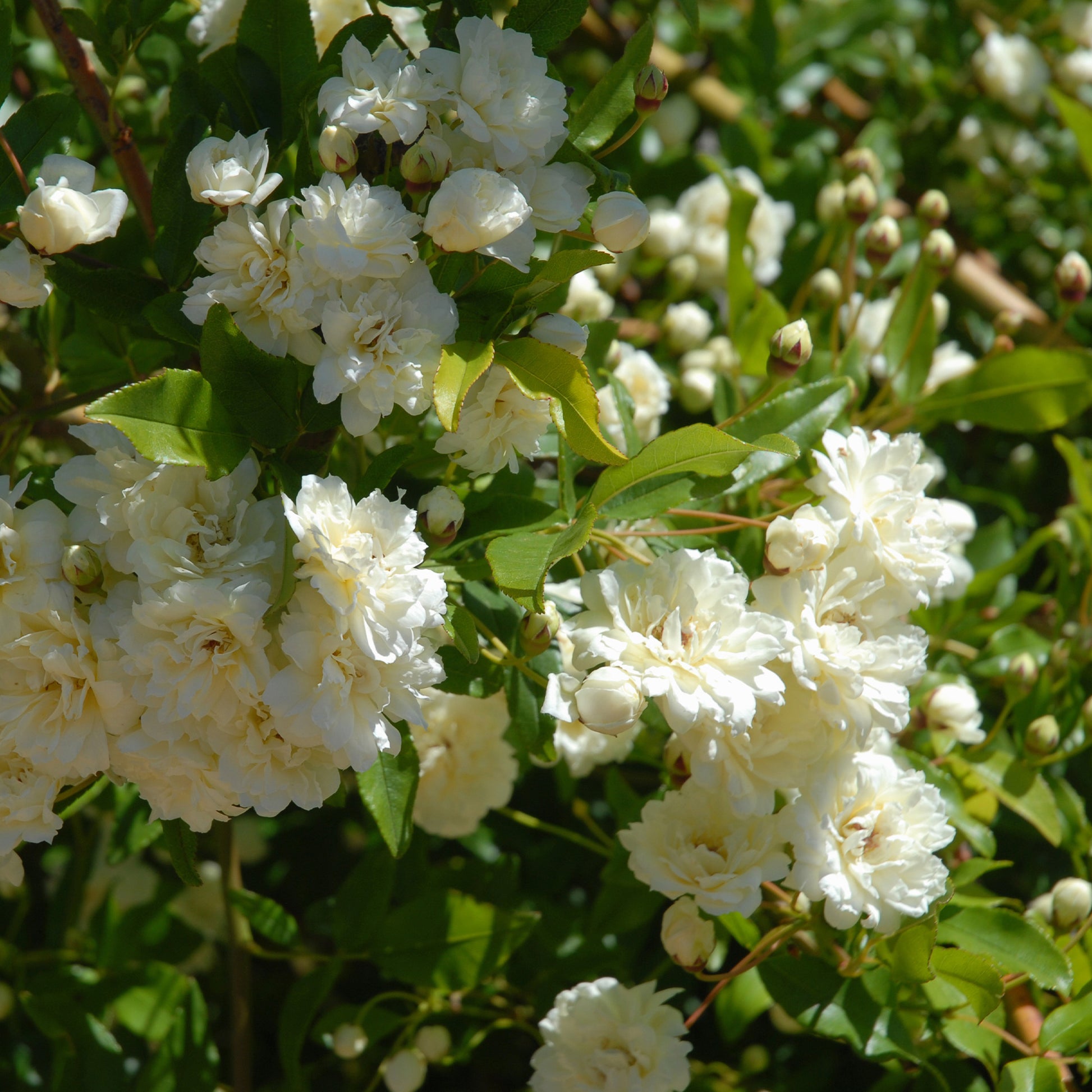 Rosier de Banks Alba Plena - Rosa banksiae Alba Plena - Bakker