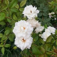Rosier de Banks Alba Plena - Rosa banksiae Alba Plena - Bakker