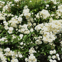 Rosa banksiae Alba Plena - Rosier de Banks Alba Plena - Rosiers