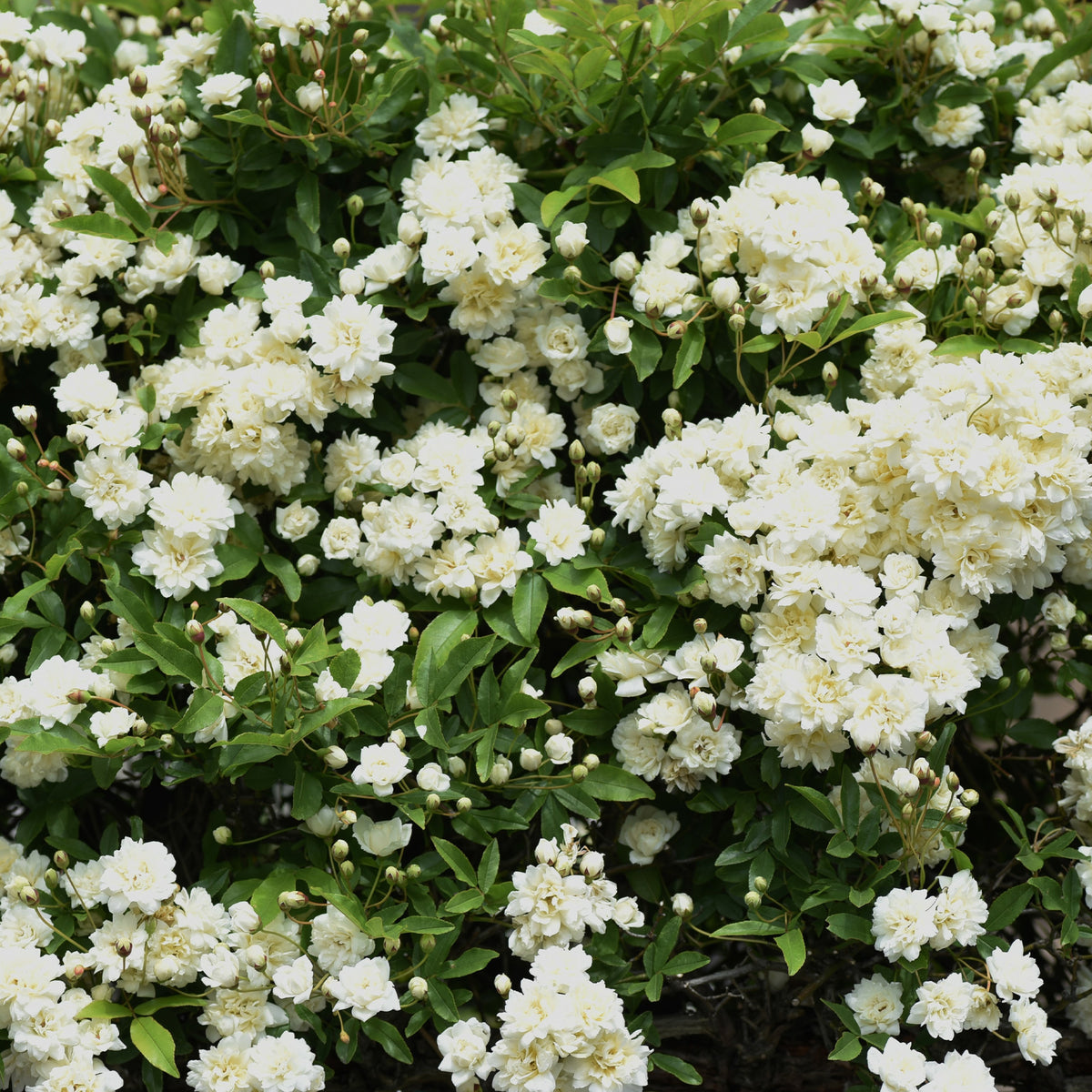 Rosiers grimpants - Rosier grimpant de Banks Alba Plena - Rosa banksiae Alba Plena