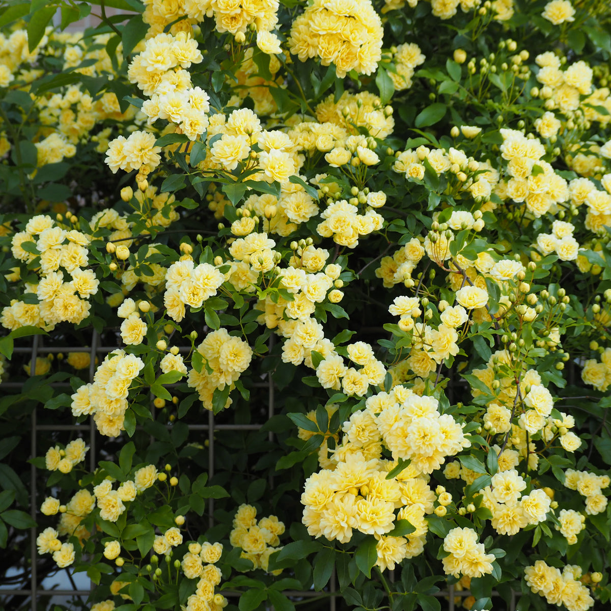 Rosa banksiae Lutea - Rosier grimpant de Banks jaune - Rosiers grimpants