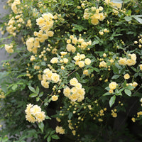 Rosa banksiae Lutea - Rosier de Banks jaune - Rosiers grimpants