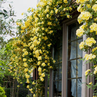 Rosier de Banks jaune - Rosa banksiae Lutea - Bakker