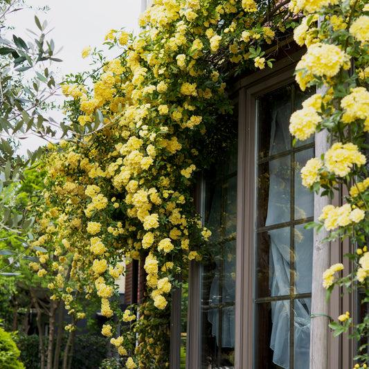 Rosier de Banks jaune - Bakker