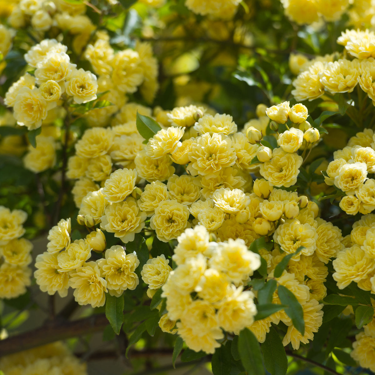 Rosier grimpant de Banks jaune - Rosa banksiae Lutea - Bakker