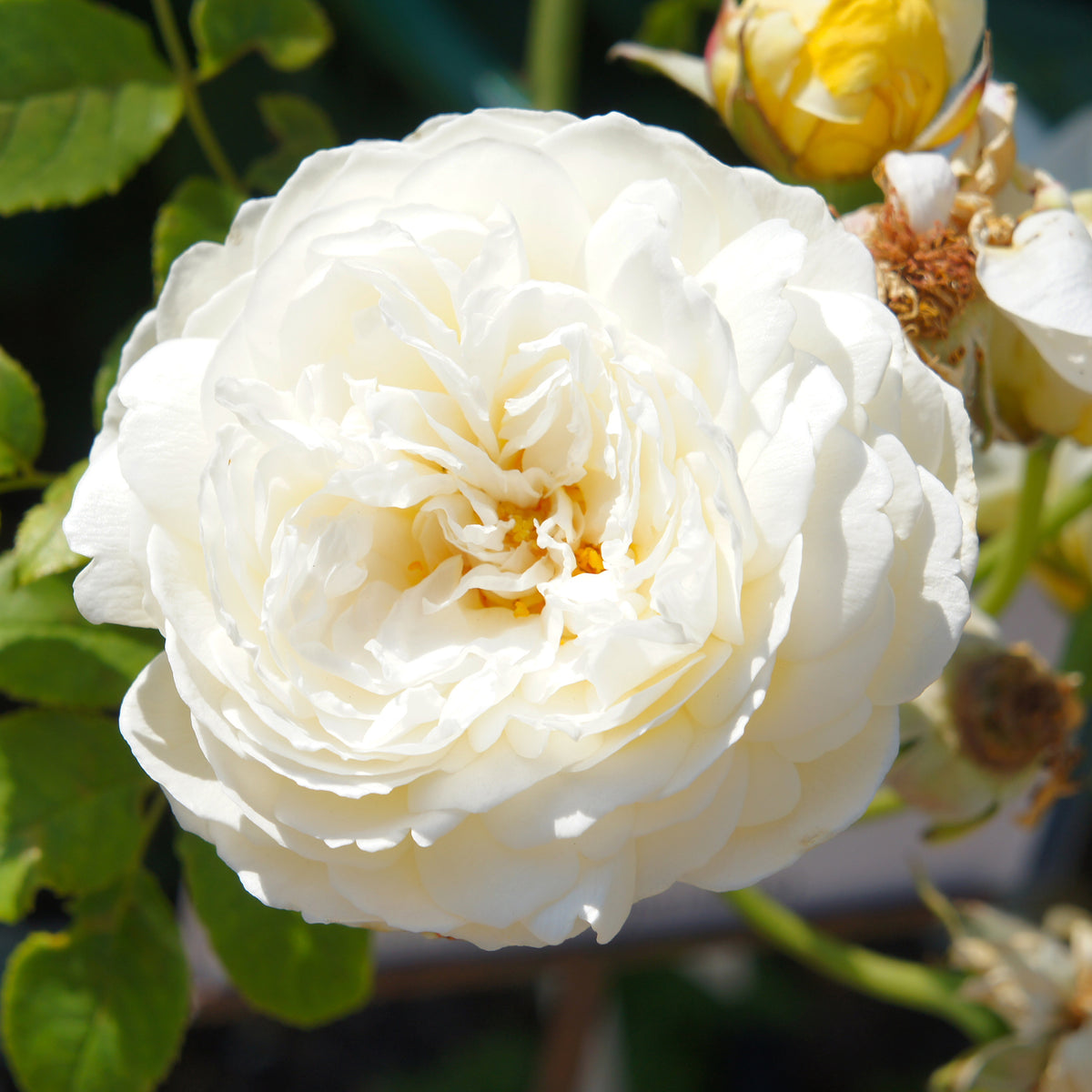 Rosier anglais Claire Austin® - Bakker