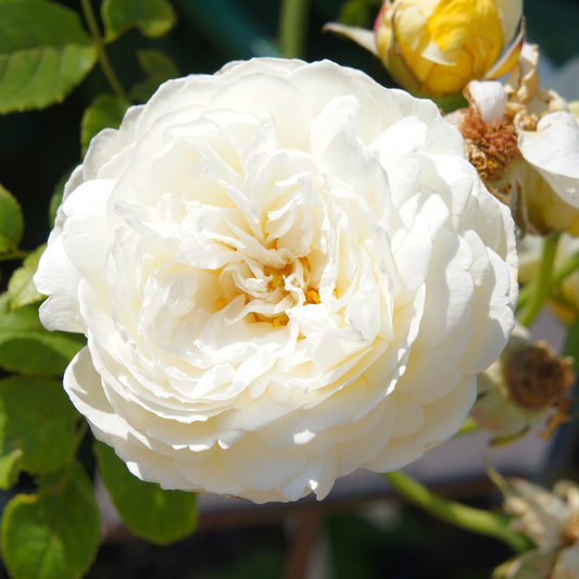 Rosier anglais Claire Austin® - Bakker
