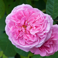 Rosa Gertrude Jekyll® Ausbord - Rosier anglais grimpant Gertrude Jekyll® Ausbord - Rosiers grimpants